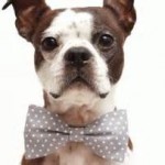 DIY dressed up dogs for wedding