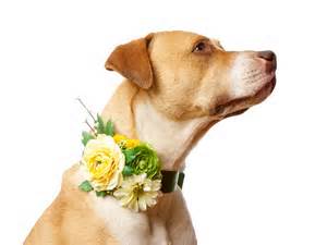 DIY dressed up dogs for wedding