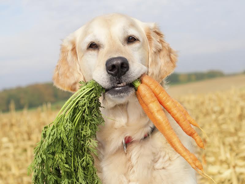 The Best Treats for Your Pets